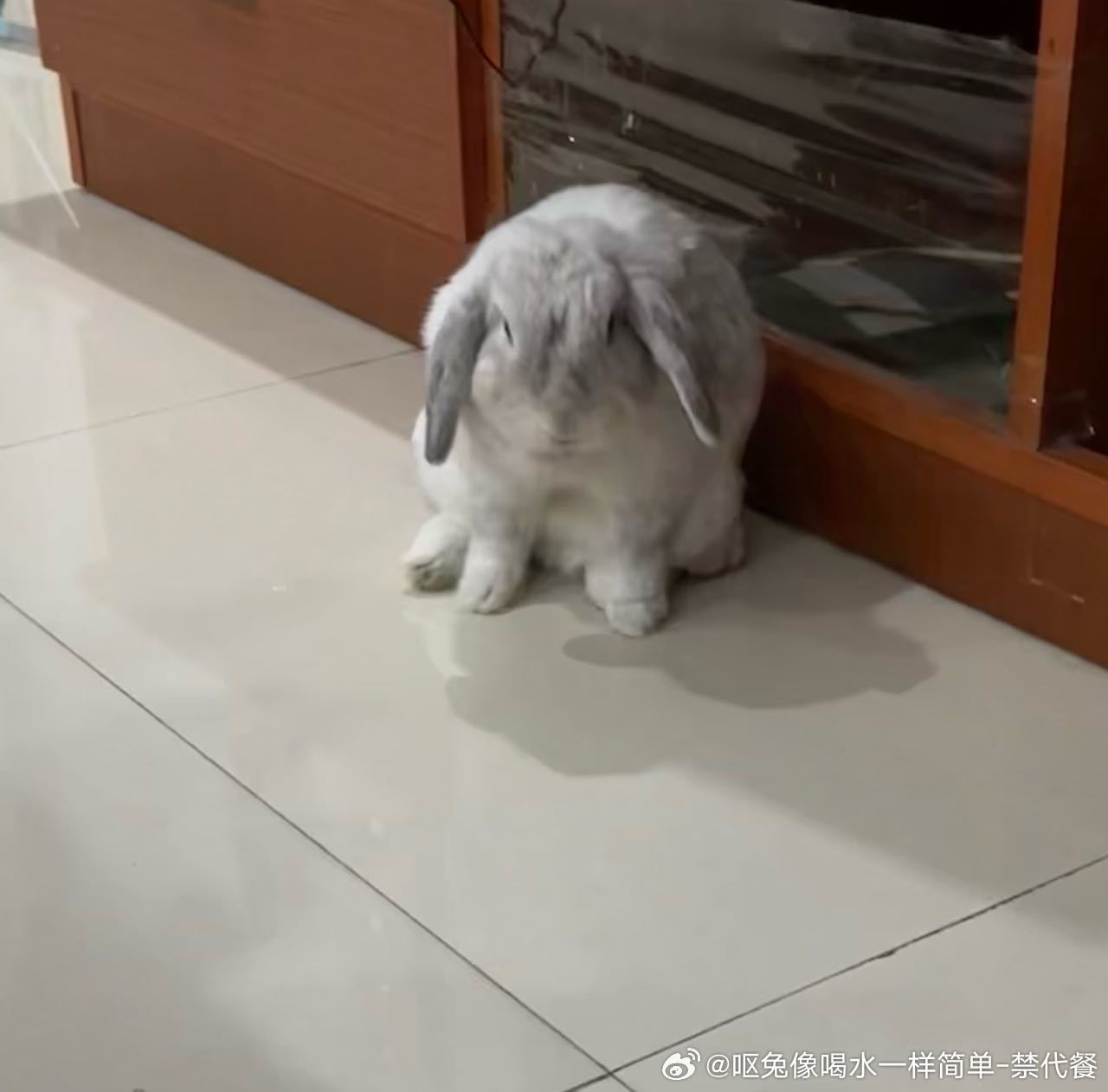 14396🐇【】小兔子的坐姿给我的感觉是，已经捏好的粘土被摔到了地上，有人懂吗