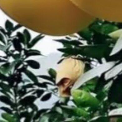 柚子种植1.温度和土壤要求：最适合温度是16-22度。栽种需要在土层厚度60厘米