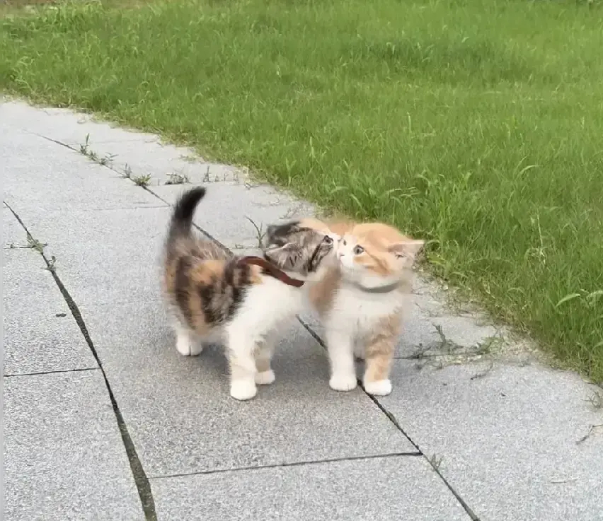 三花猫是一只非常开朗活泼的小美女，它每天喜欢做的事情是：去找两小无猜的小橘猫哥哥