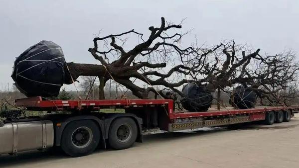 一棵八十岁柿树的奇幻之旅：近来，一棵原本在黄土高原默默生长了八十年的柿树，从树农