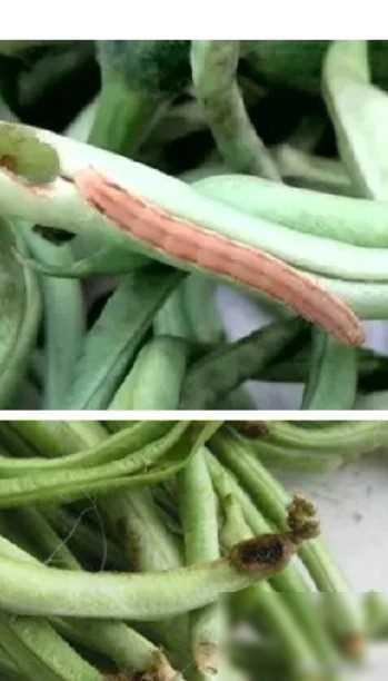 蔬菜批发老板向我们提出了一系列关于购买蔬菜的宝贵建议：
首先，他强调了避免购买无