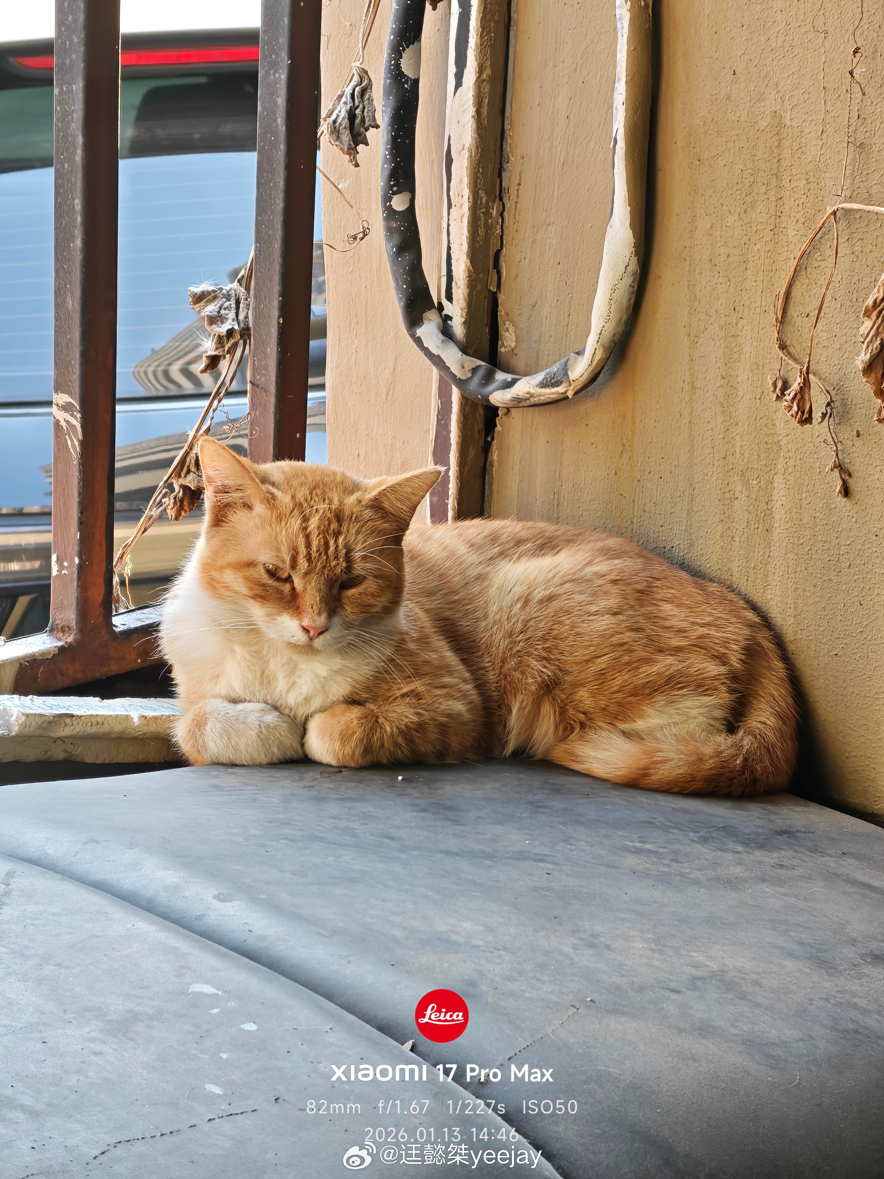 阿橘，在角落不冷吗