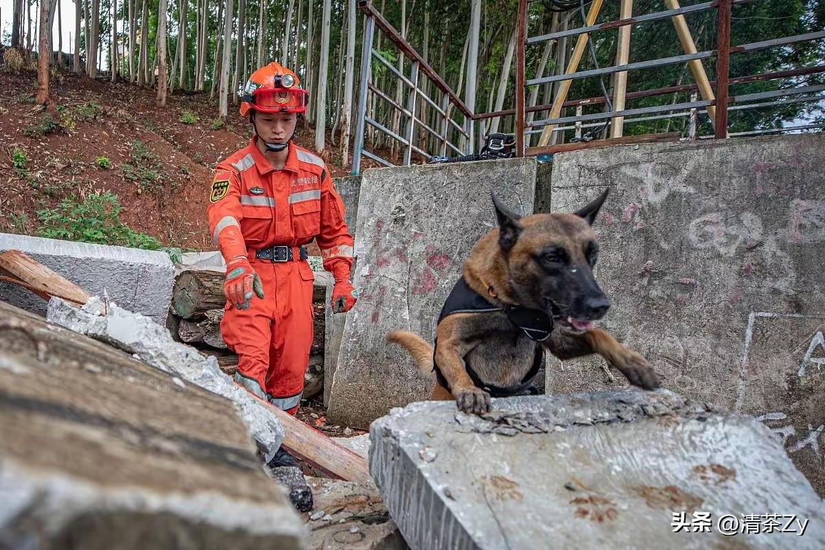 2月2日，四川成都金堂县一民间救援中心，唯一的搜救犬 “黑崽”，在基地外上厕所时