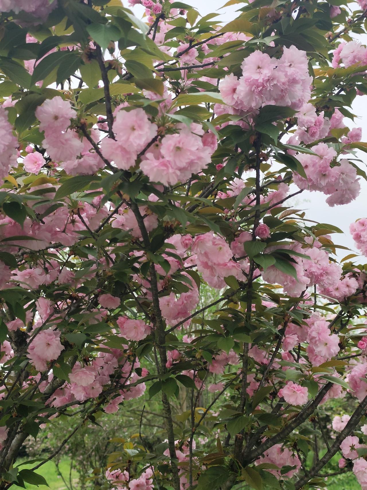 发一张你相册最近拍的花瞧，安庆花溪谷的花，开的多么娇艳。