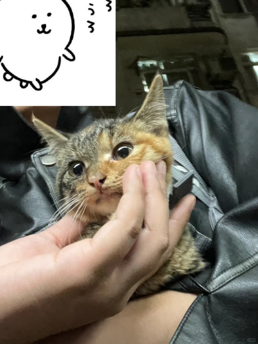 这猫可太棒了！