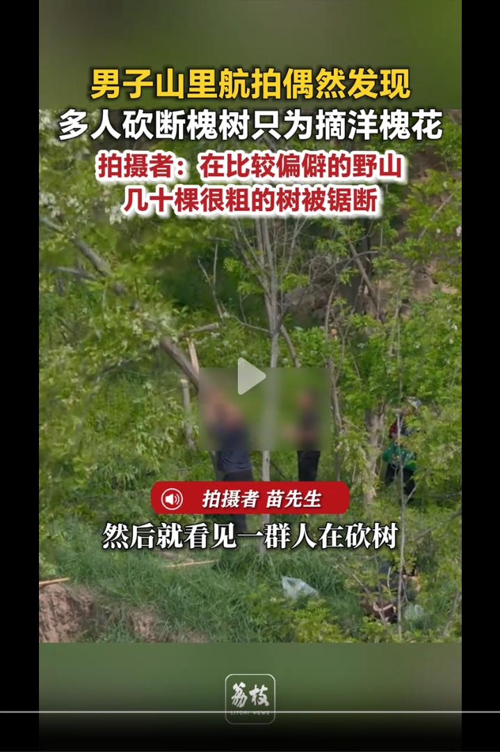 老人又在作妖！陕西咸阳，几名老人在偏僻野道上，为采摘洋槐花方便，用锯子锯断碗口粗