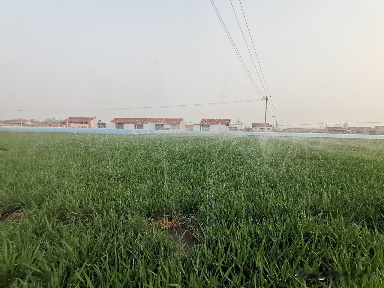 晨起，村东，步。
乍暖还寒，晓风清冽。然视野阔，天高远，麦田翠绿，露珠晶莹；极目