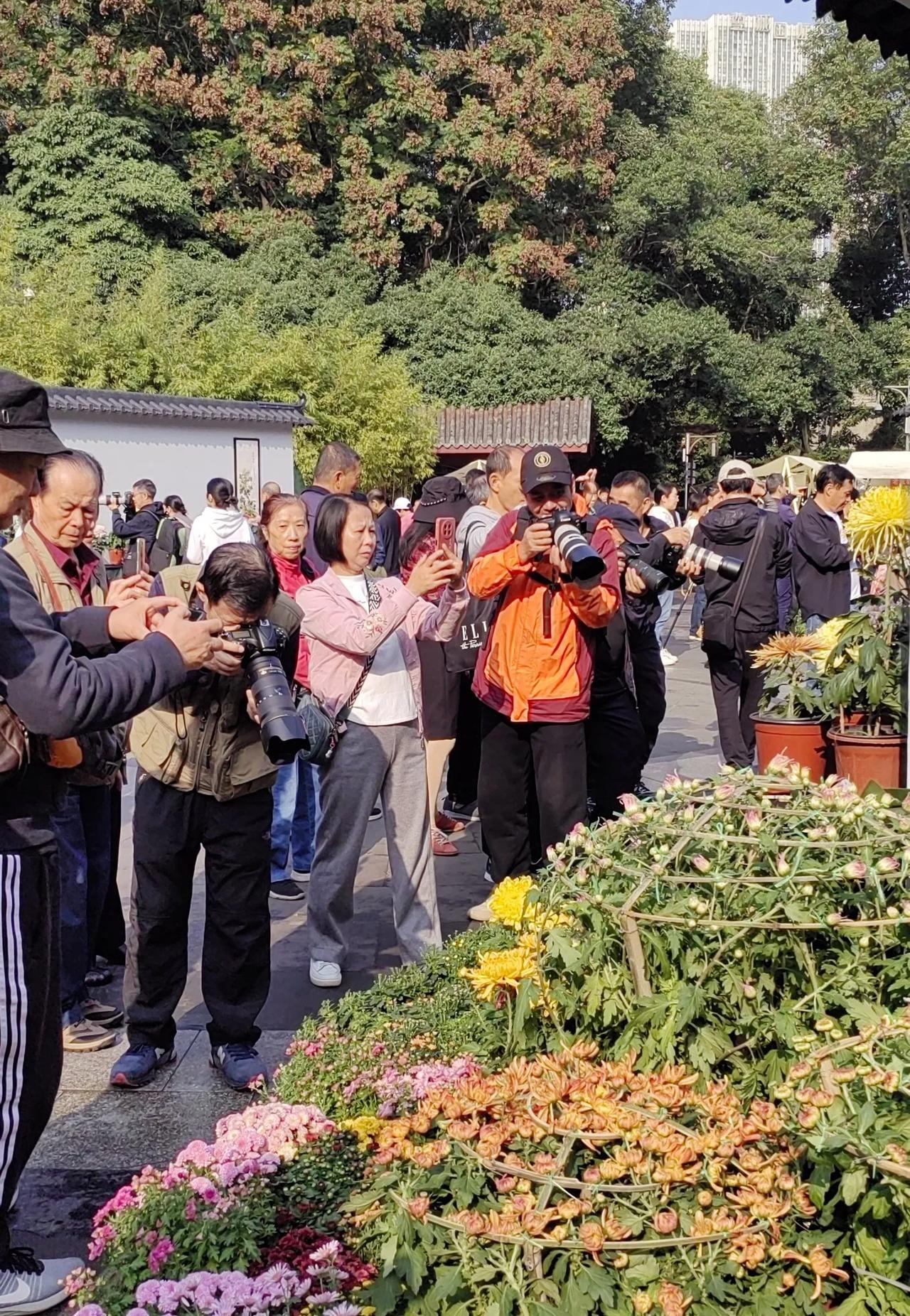 成都人民公园赏菊

金风送爽日初长，
蜀地公园菊正黄。 
百媚千娇花竞秀，
南来