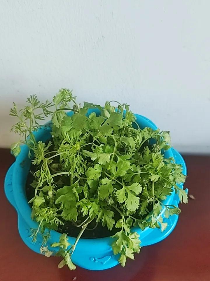 天冷啦，把地里香菜连根移回来，移栽到阳台小盆里。
冬天随吃随掐，一直绿油油，想吃