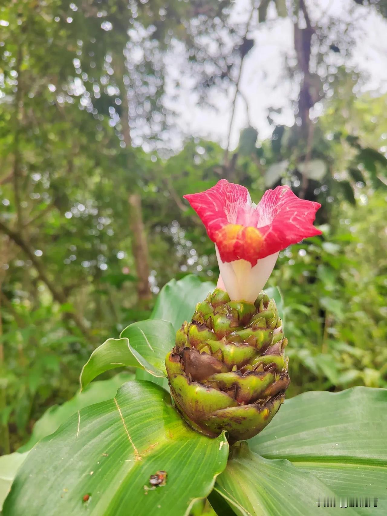 西双版纳中科植物园，西区各类景观科普园区，适合家庭亲子游，建议坐摆渡车，园子太大