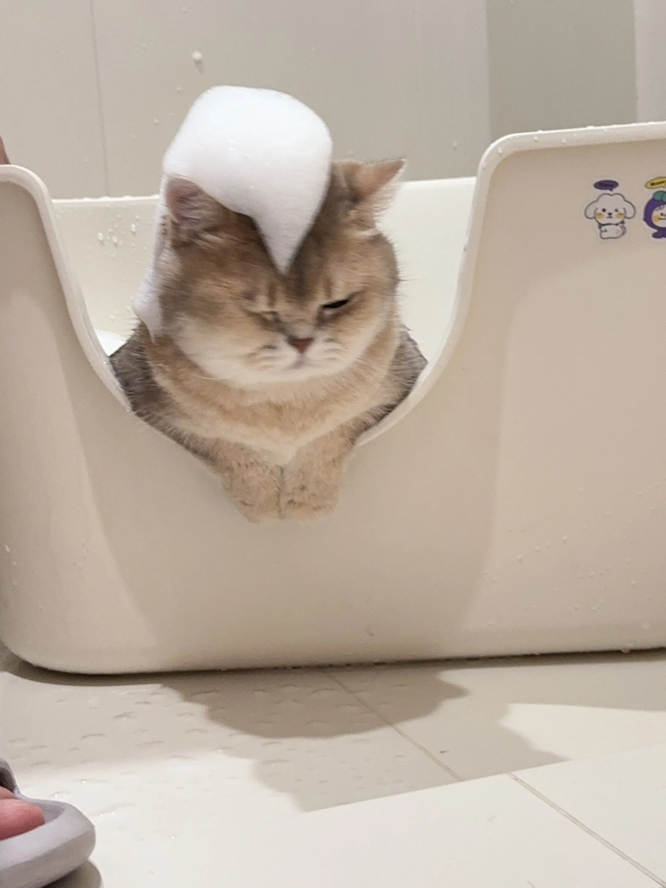 硬猫洗软澡，超乖。
