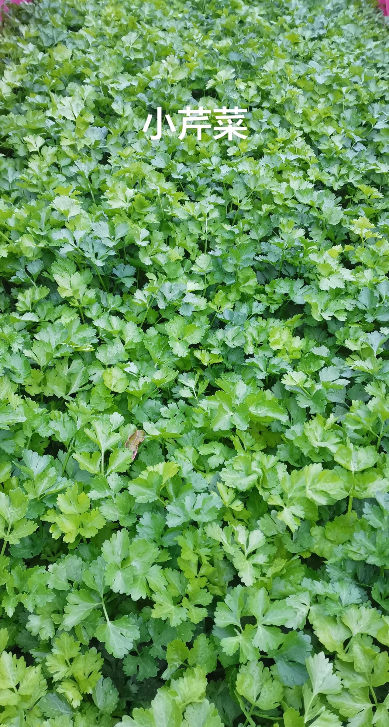 农家院农家菜农家生活 创作者中心 创作灵感元旦，降温了，浙里有点冷。作为农民的儿