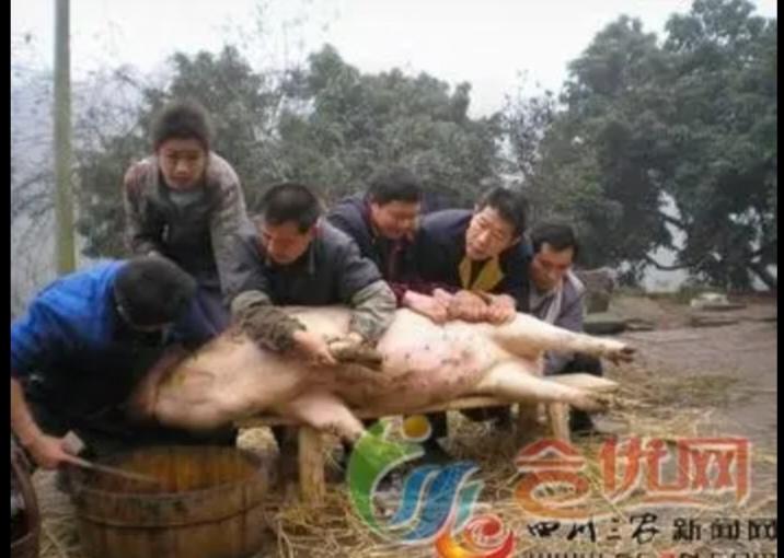 你想了解一场特殊的杀猪宴吗？事情原来是这样的：1月9日重庆合川妹子在网络上发布1