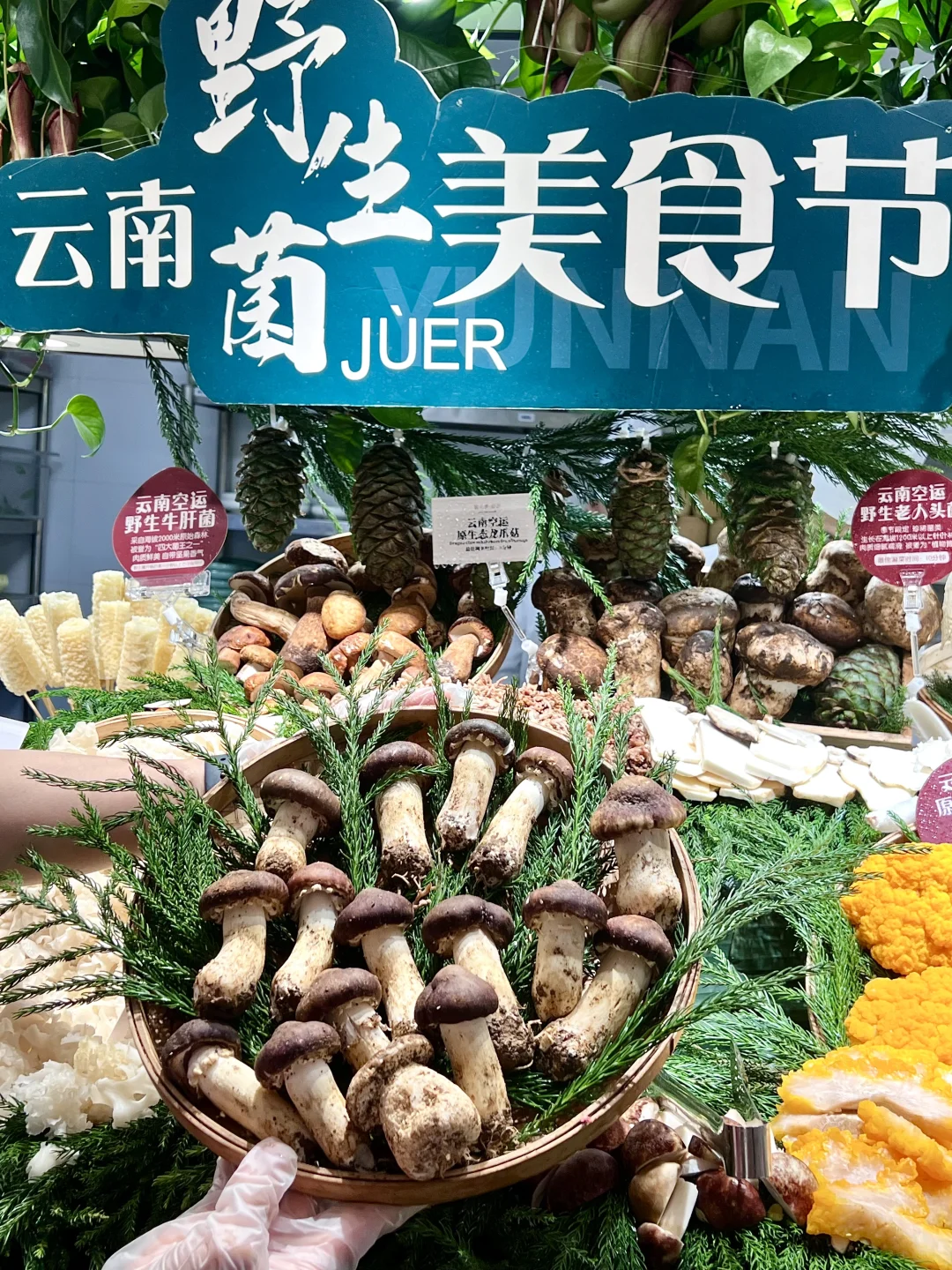 必收藏吃菌攻略！第六季太会了😎