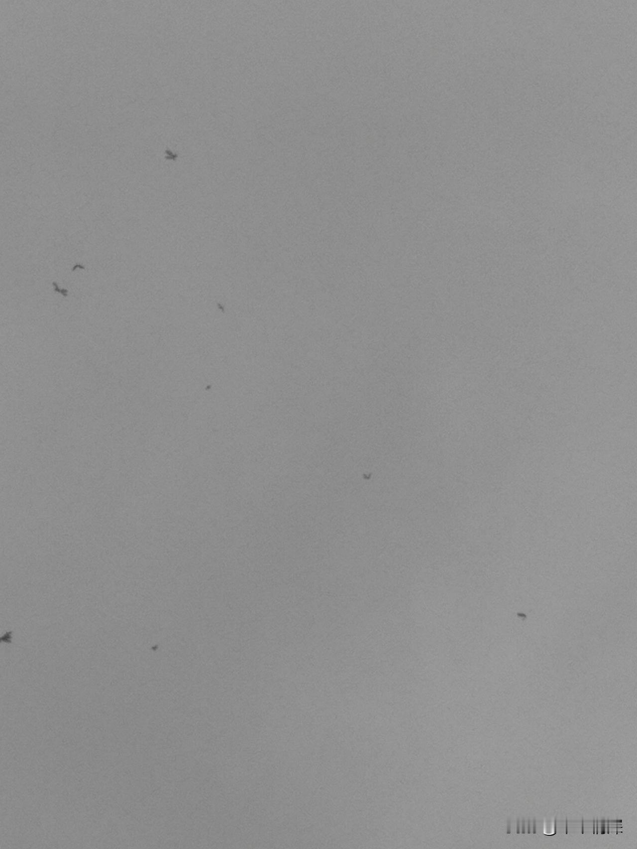 飞蛾虫
期盼的雨终于来了。从昨天晚上，也就是今天凌晨两点，小雨淅淅沥沥地降临。今