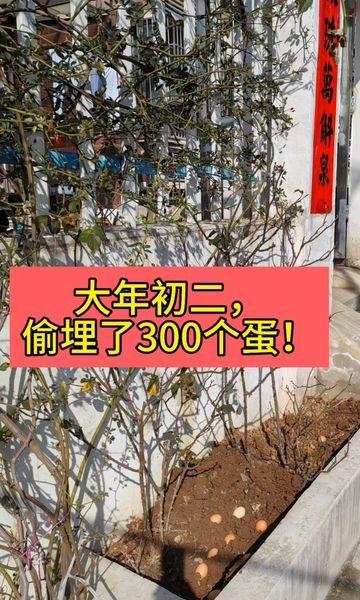 年初二偷埋了300个浮水蛋
📍广州 
新年回家发现大难题：爸妈收到300个不新