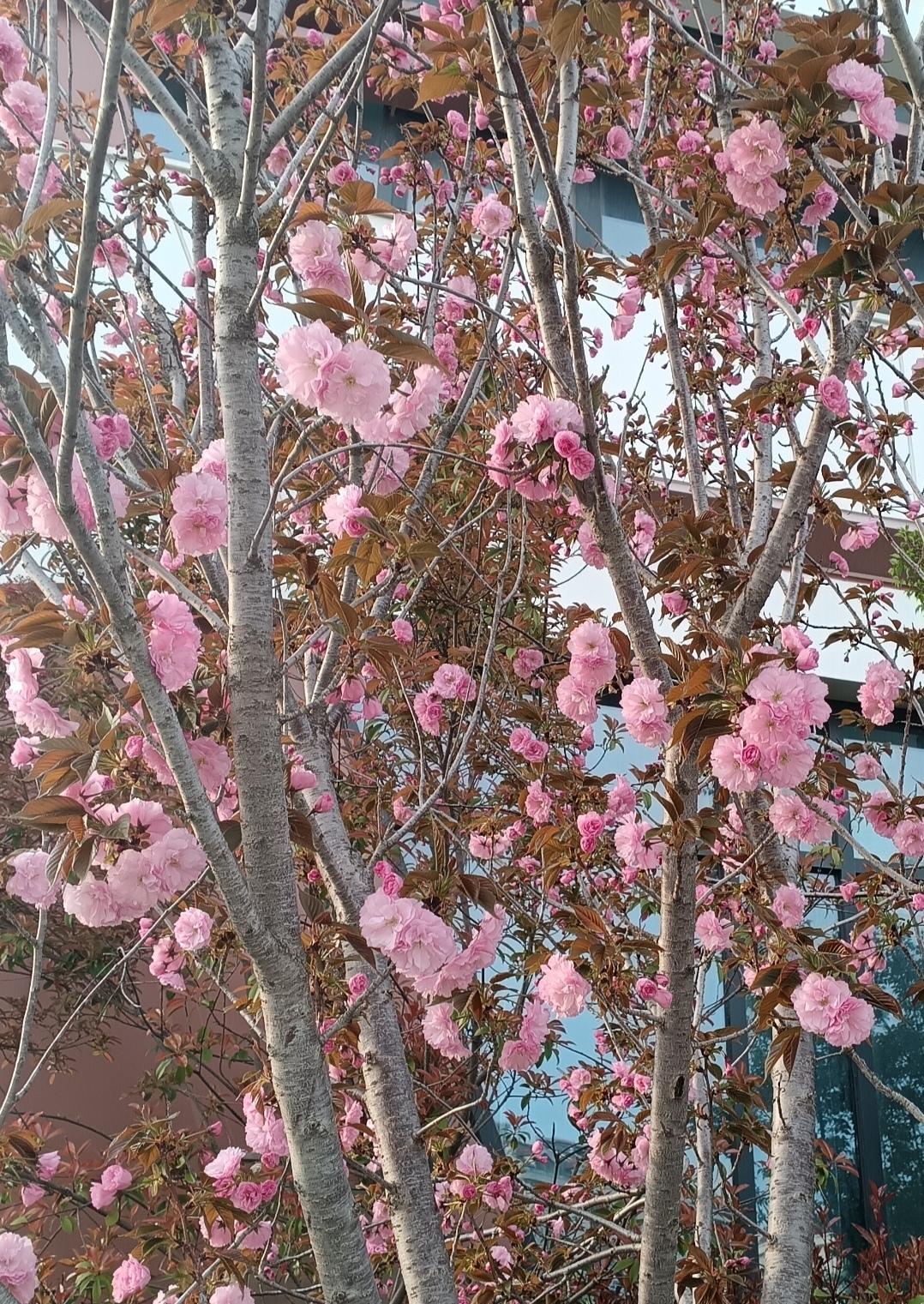 满树关山樱如云似霞，粉染枝头，撞进了温柔的春光里。