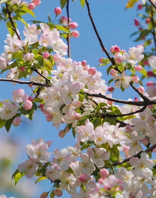 随手拍的最美海棠花现在虽然春意盎然、百花盛开，美不胜收，但在万花丛中我还比较钟情