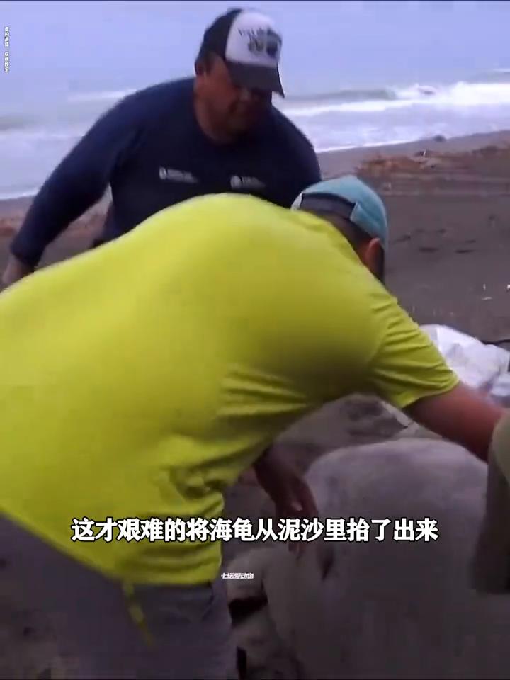 一看，一只三百多岁的老海龟为了挖洞产卵竟把自己活生生给埋了。索性路过的小哥及时发