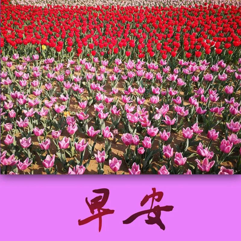 分享每日早安吉祥心语花有重开日，人无再少年。人生不过三万天，快乐一天是一天，大家