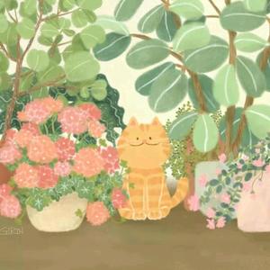 花花老猫