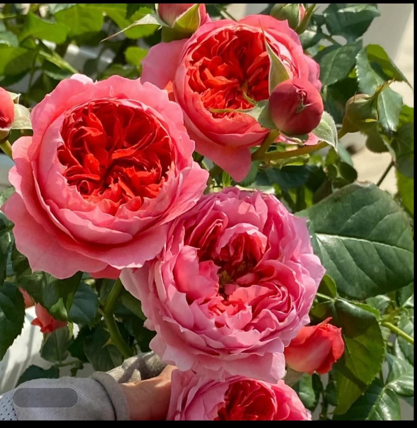我又买了4棵月季，虽然已经养S 🌹十盆了。[允悲][允悲][允悲]朱砂碗，果汁
