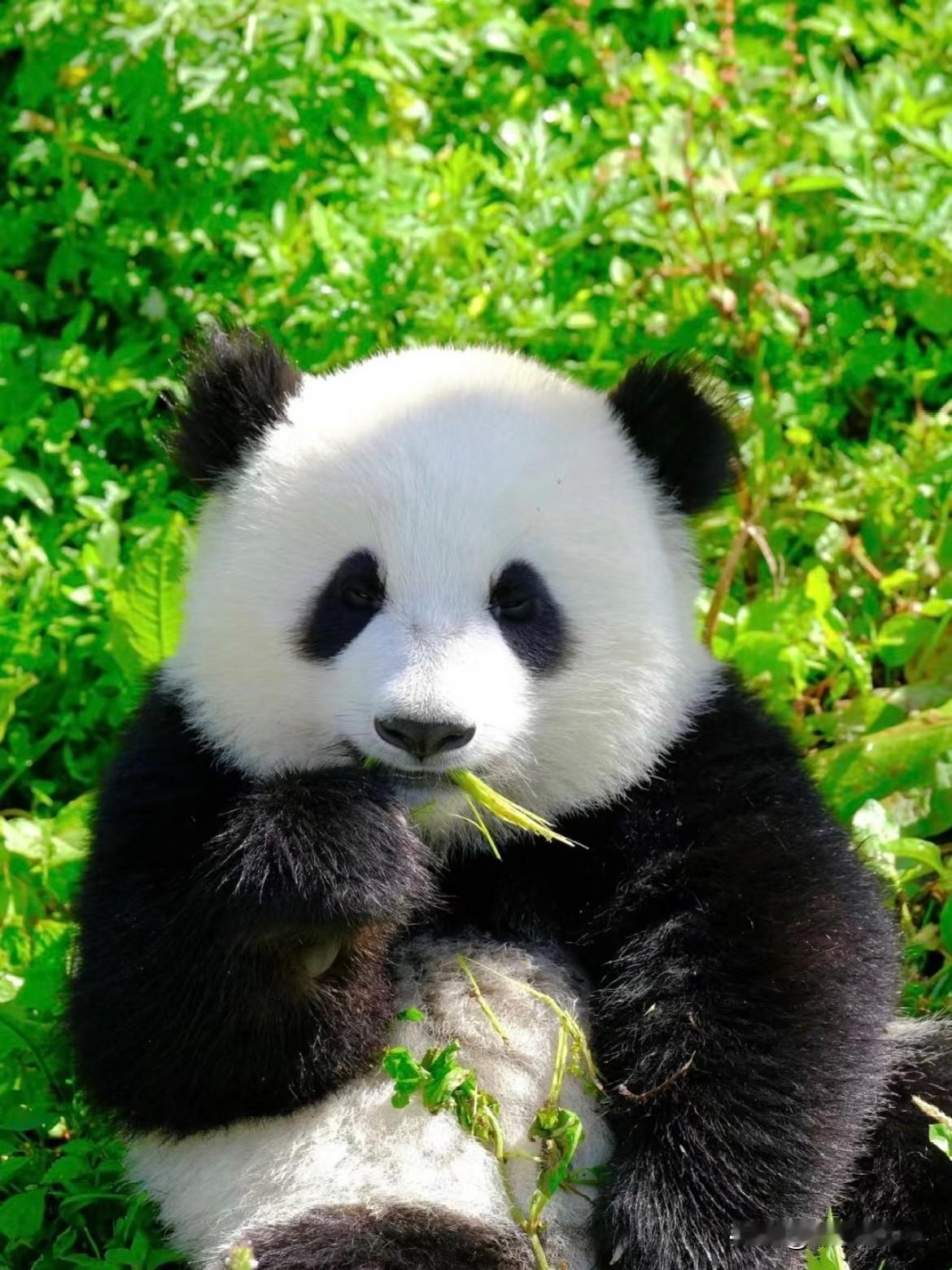 小时候的大熊猫包包（乔森）
他和弟弟兜兜（乔林）是熊猫乔乔2019年野外引种生下