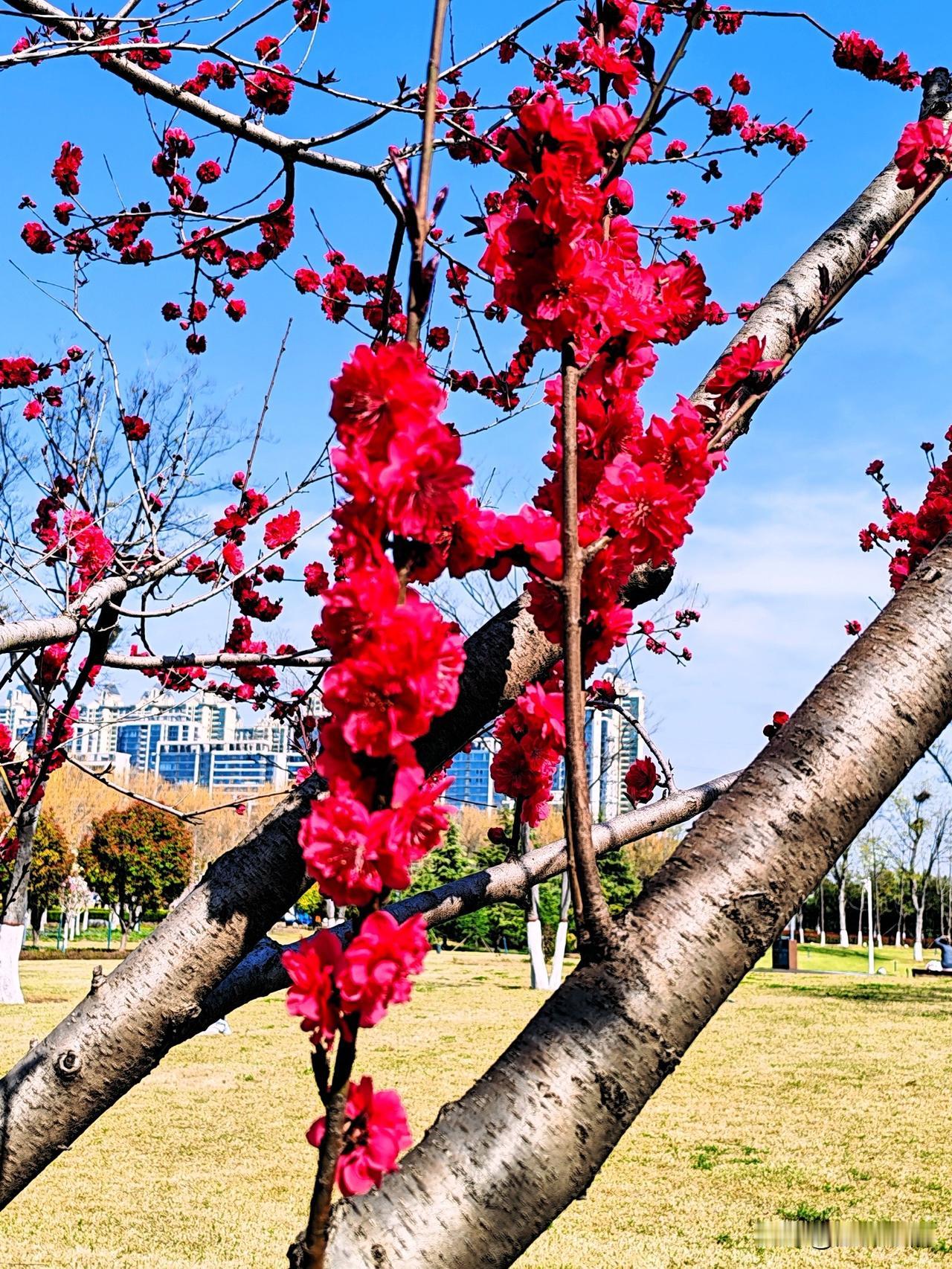 碧桃盛开，红艳如火，花海中的诗意时光。
