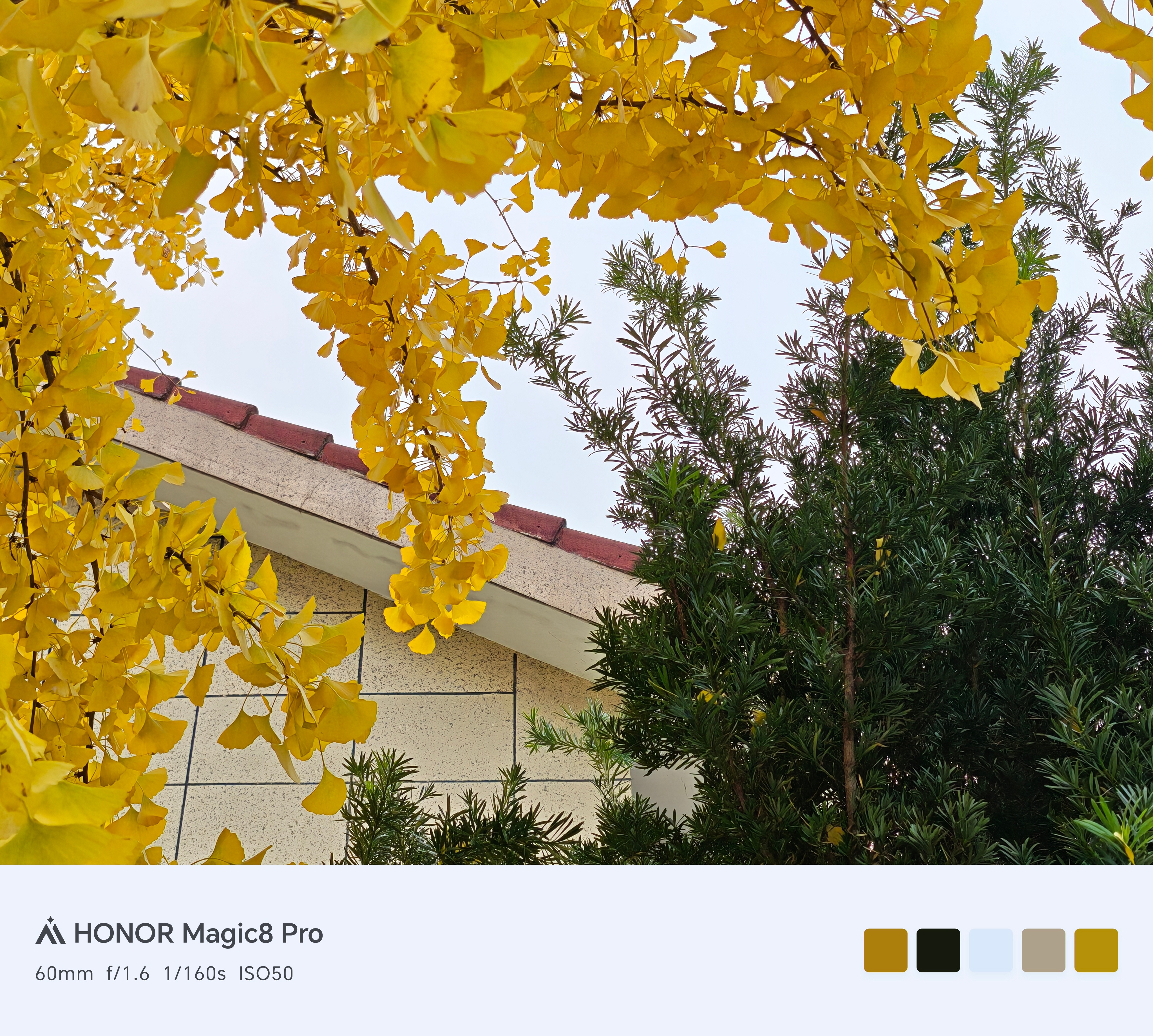 今夜 掉进银杏梦里是最最纯粹的金黄 带着浅绿 从初冬走向春天从镜头里 看见永不停