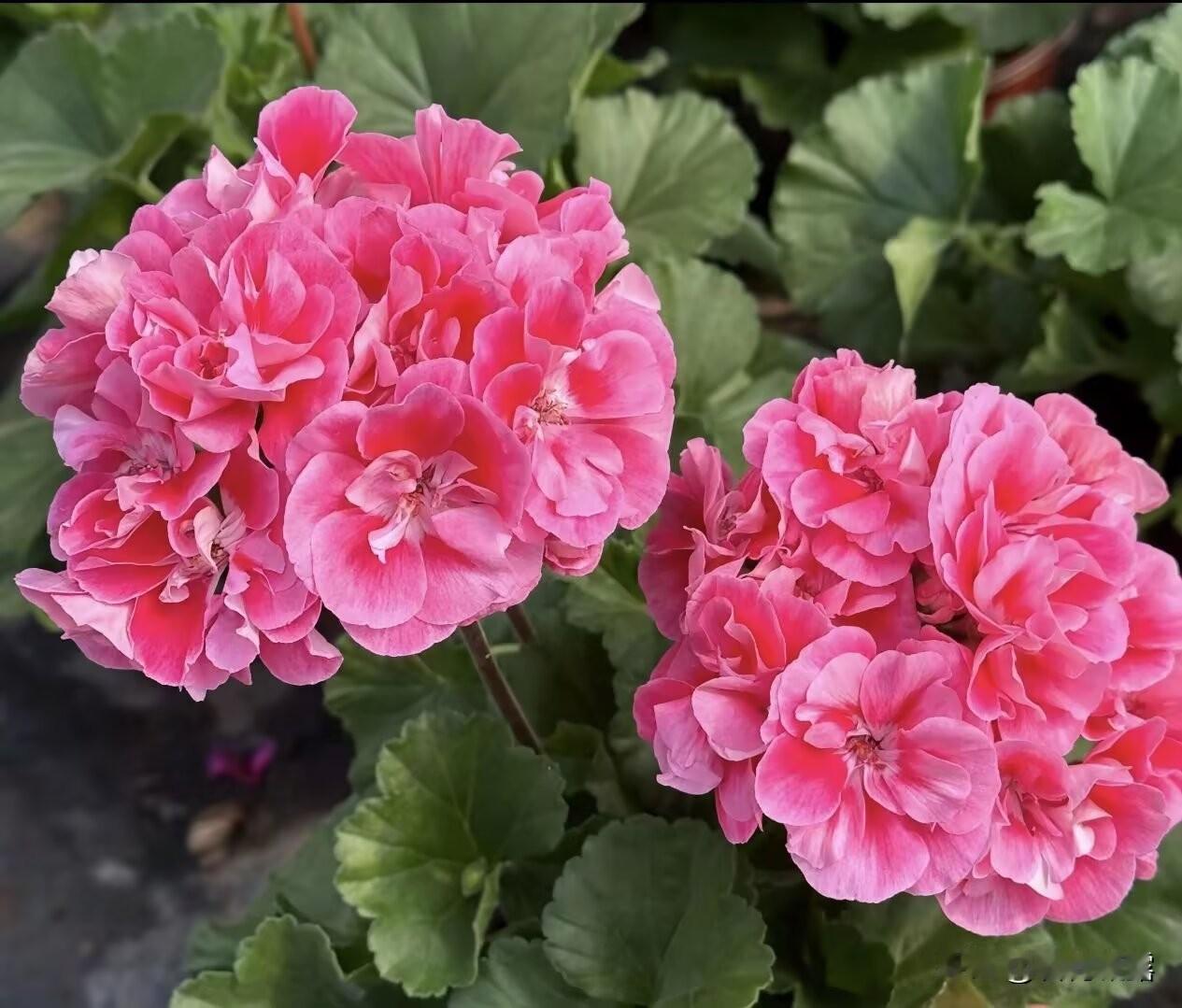 生活从不是轰轰烈烈的惊艳，而是藏在细碎光阴里的小确幸。一花一草一木皆是温柔，一朝