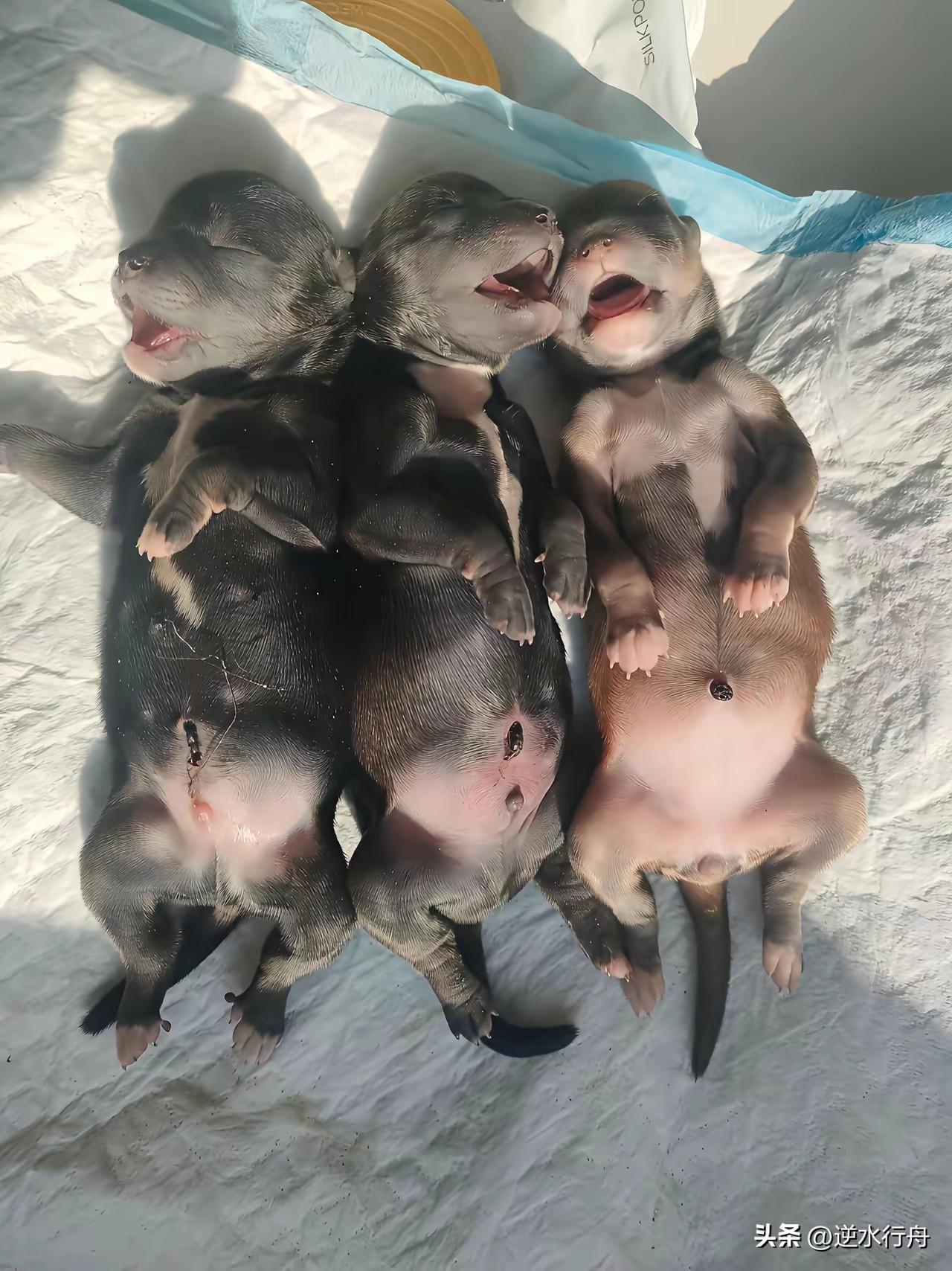 半夜把小狗丢到楼下等早上发现的时候已经冻僵了。早上保洁阿姨打扫卫生的时候发现三只