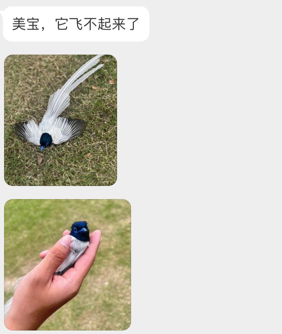 是一只仙气十足的【寿带】[开学季]尾羽特别长，飞起来飘飘欲仙 ​​​