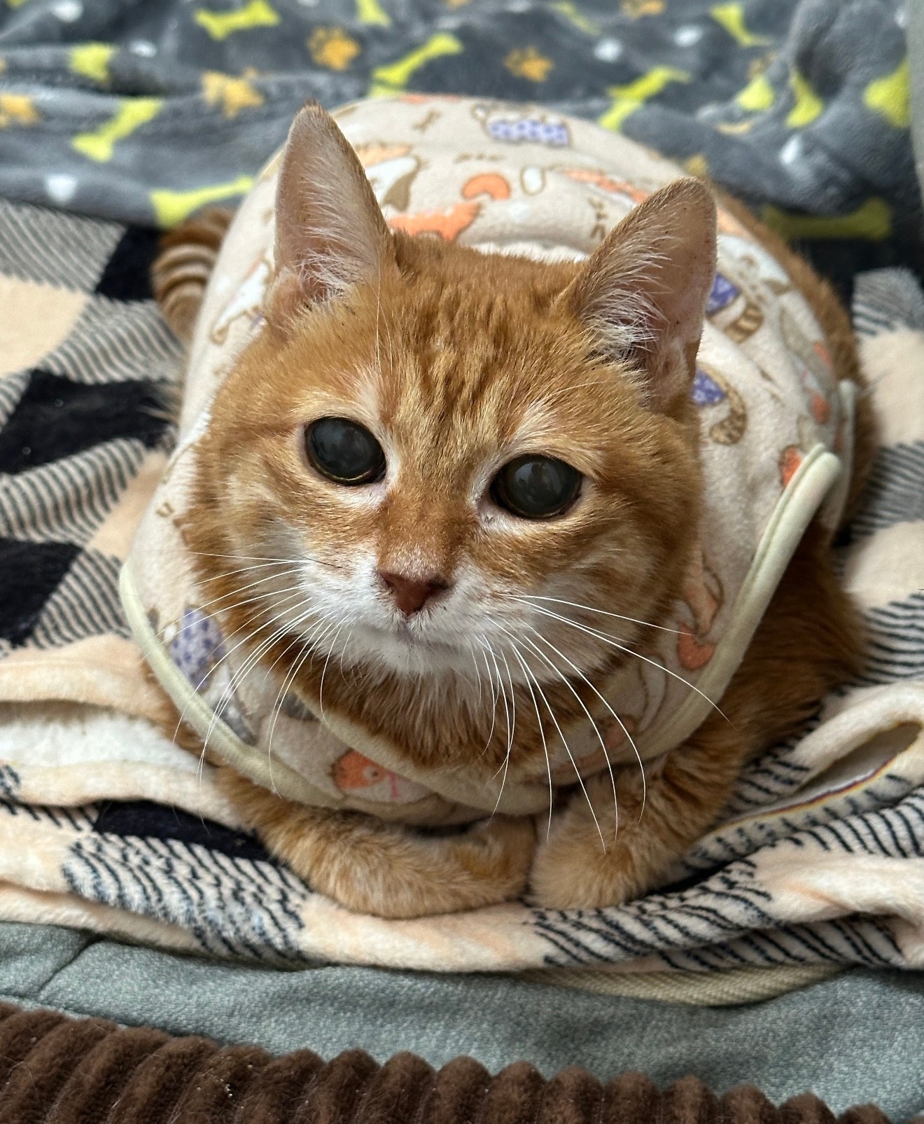 突然发现猫也会断崖式衰老猫咪年纪上来会迎来断崖式衰老，一夜之间体态、精神肉眼可见