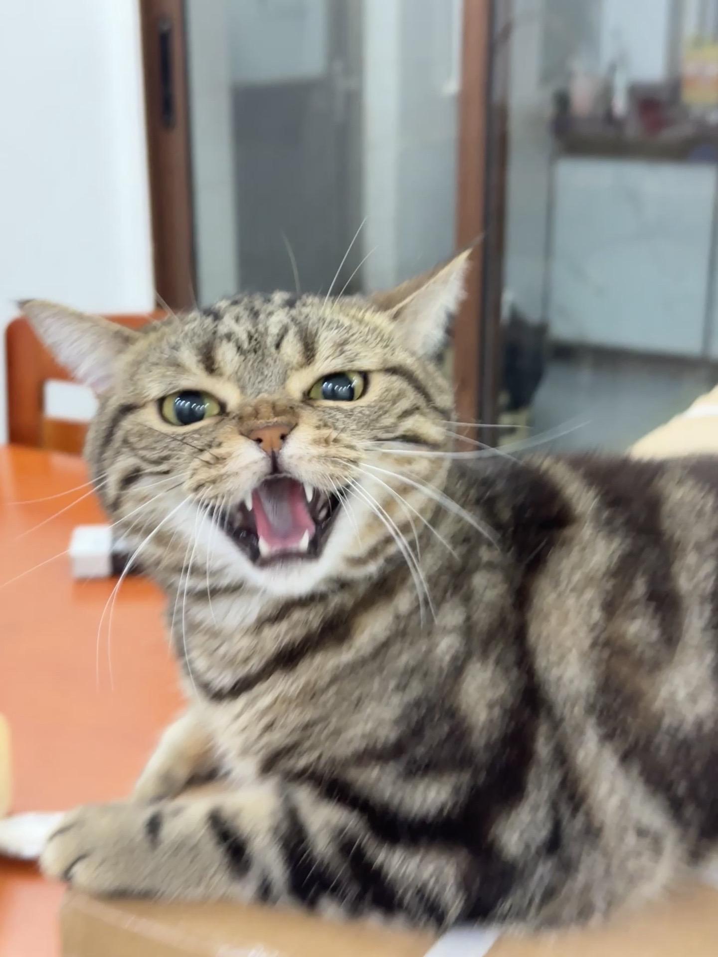 生气了怎么哄在线等。不能跟别的猫贴贴！！