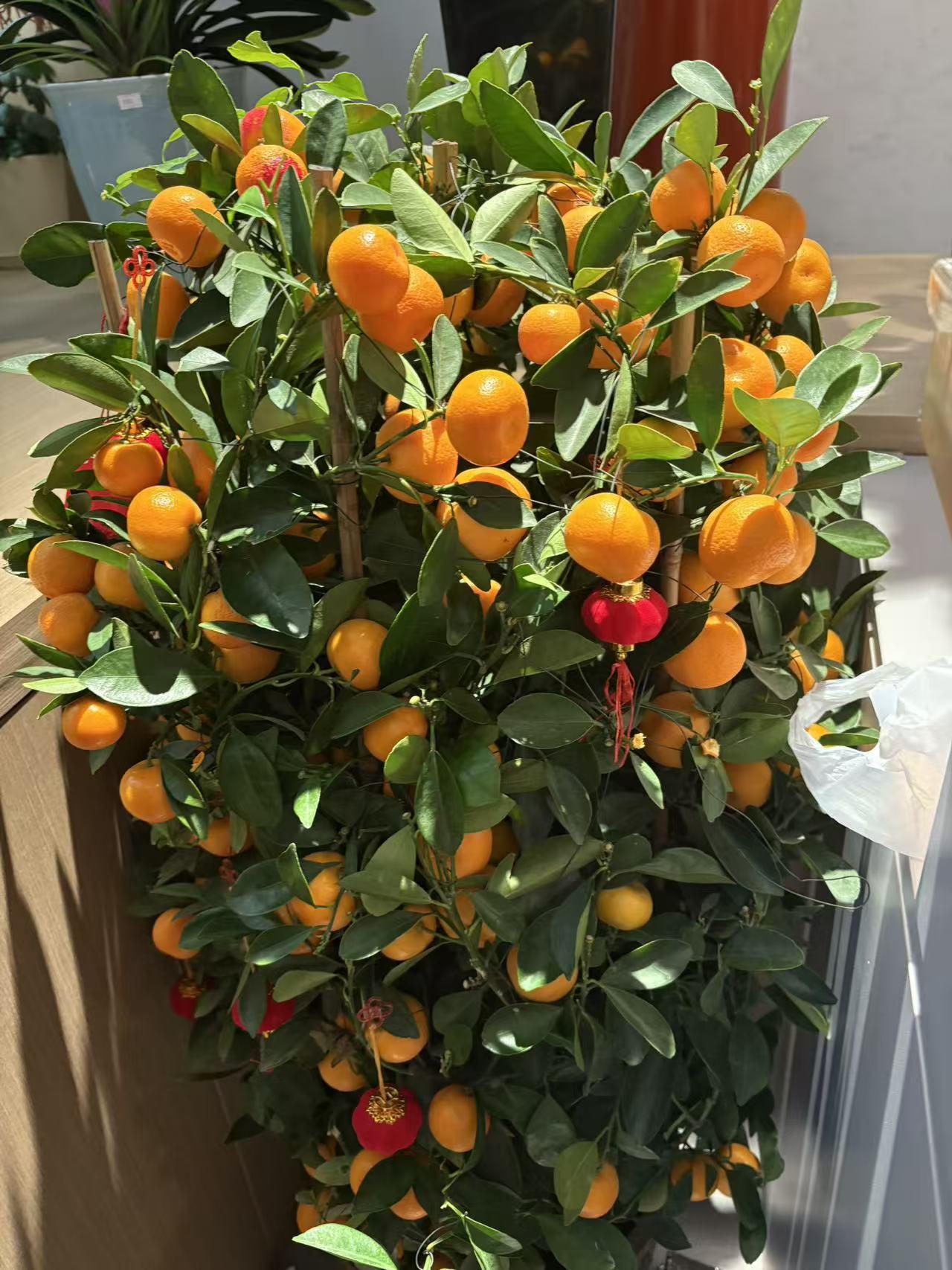 记录我的2026 2026 年，我在北海公园随手按下快门，记录下了好多美好瞬间。