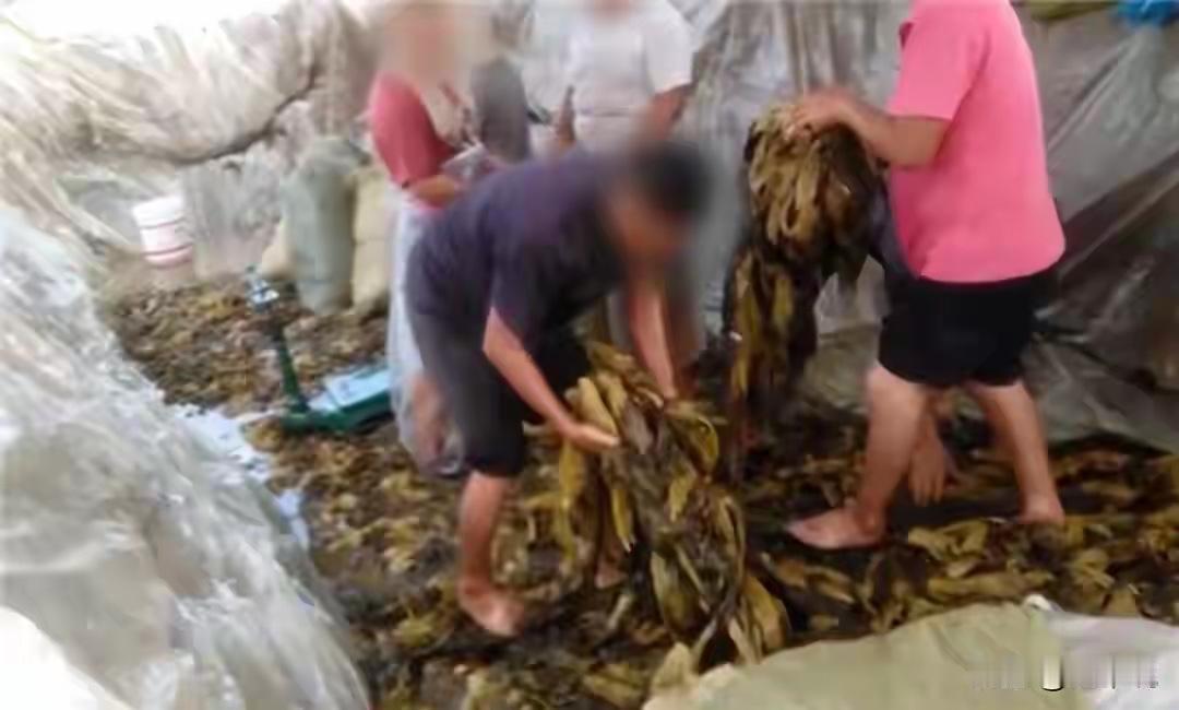 “老痰”酸菜又现江湖？葫芦岛酸菜厂乱象后续来了！

葫芦岛酸菜厂卫生乱象 酸菜行