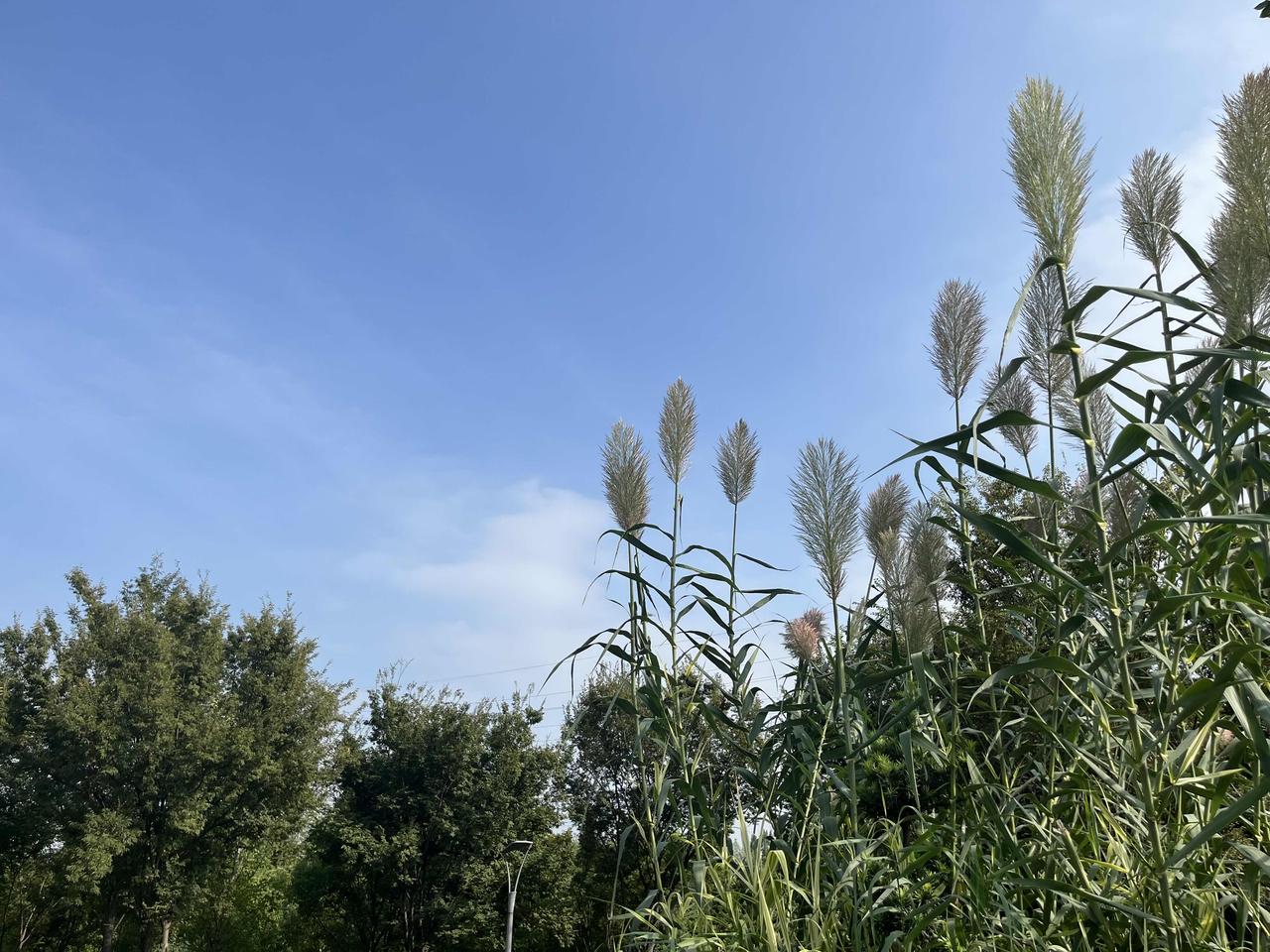 今天累了，就不多写了，发了两篇微头条，算上这篇凑数的，一共三篇！

写头条也要劳