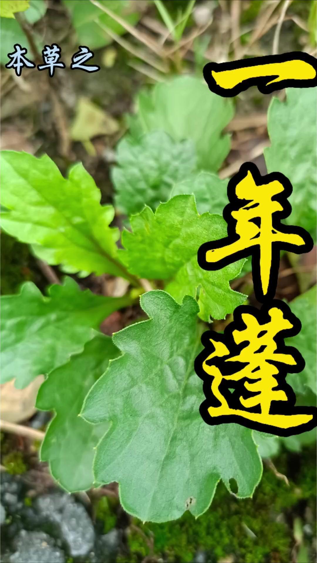 刚长出基部叶的一年蓬，模样就像路边的小雏菊，清新可爱。但它其实是外来入侵者，繁殖