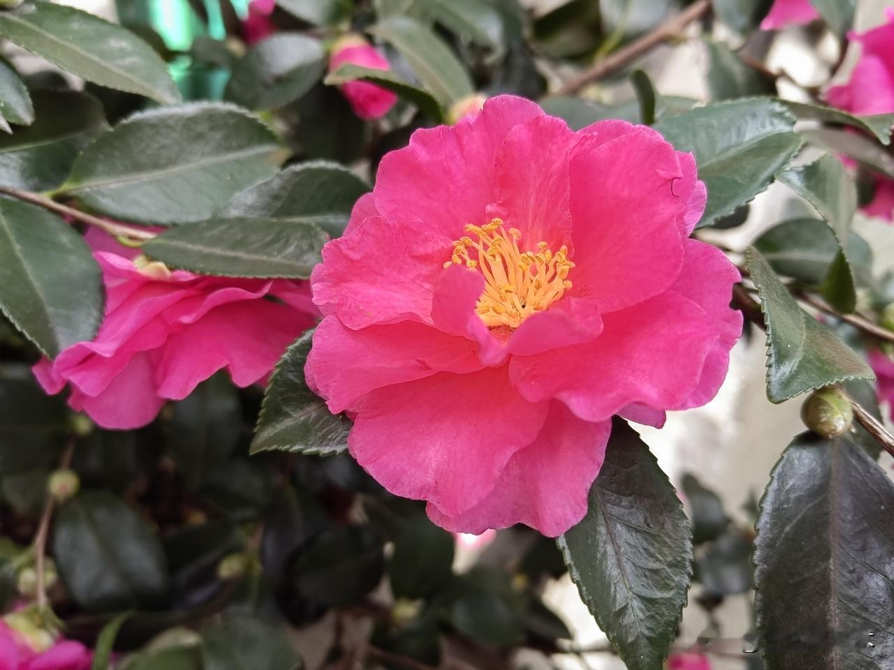 冬日生活打卡季山茶花—感恩遇见