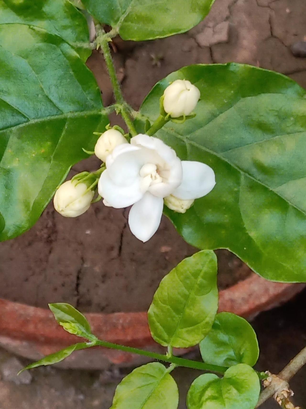 好一朵美丽的茉莉花……又香又白人人夸……我家花盆里的茉莉花又到开放的季节了。