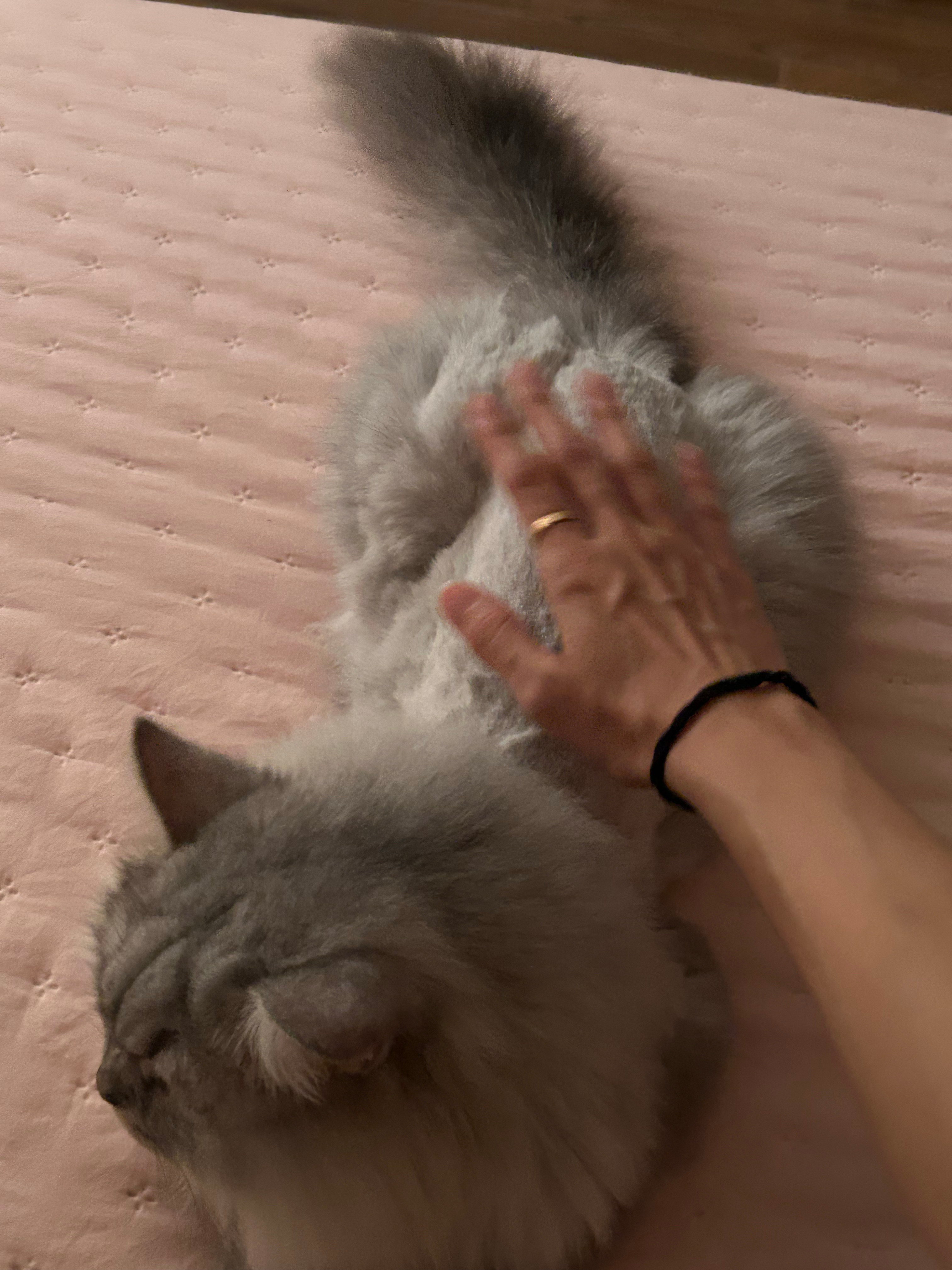 七崽子剃毛后摸上去真爽啊  ​​​