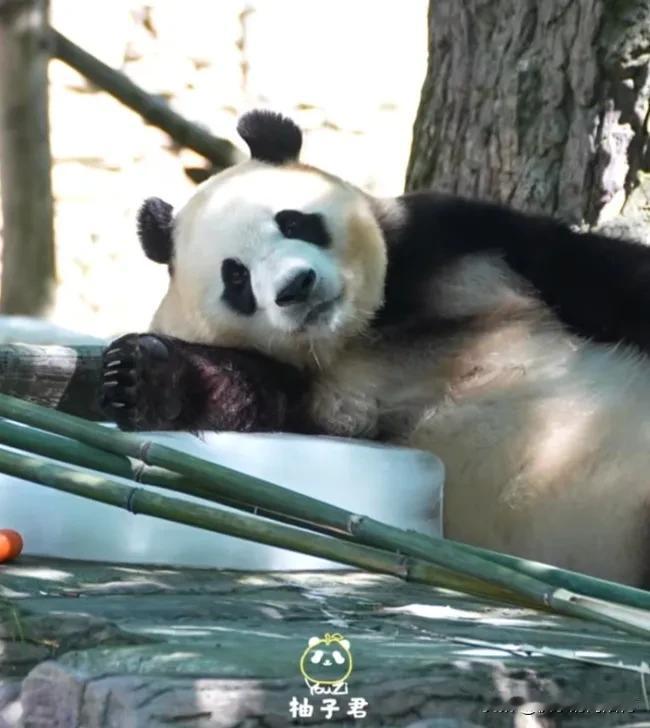 时间过得真快，可爱的小福宝今天已经6岁了，是个聪明漂亮独立能干的小少女了，祝福猪