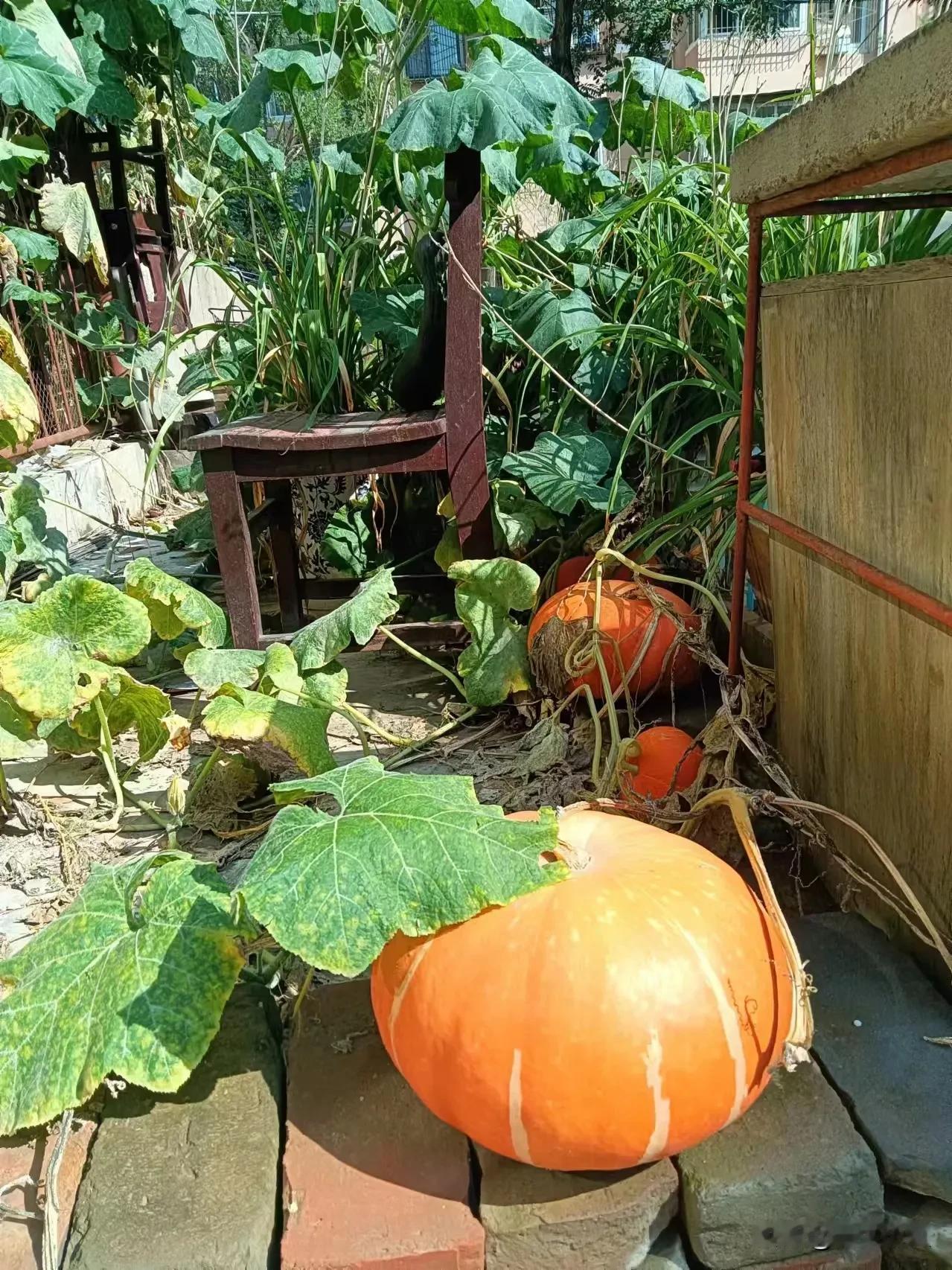 昨晚九点半左右，闪电雷鸣，大雨磅礴，并且持续时间很长，醒来两次都在打雷都在下雨。