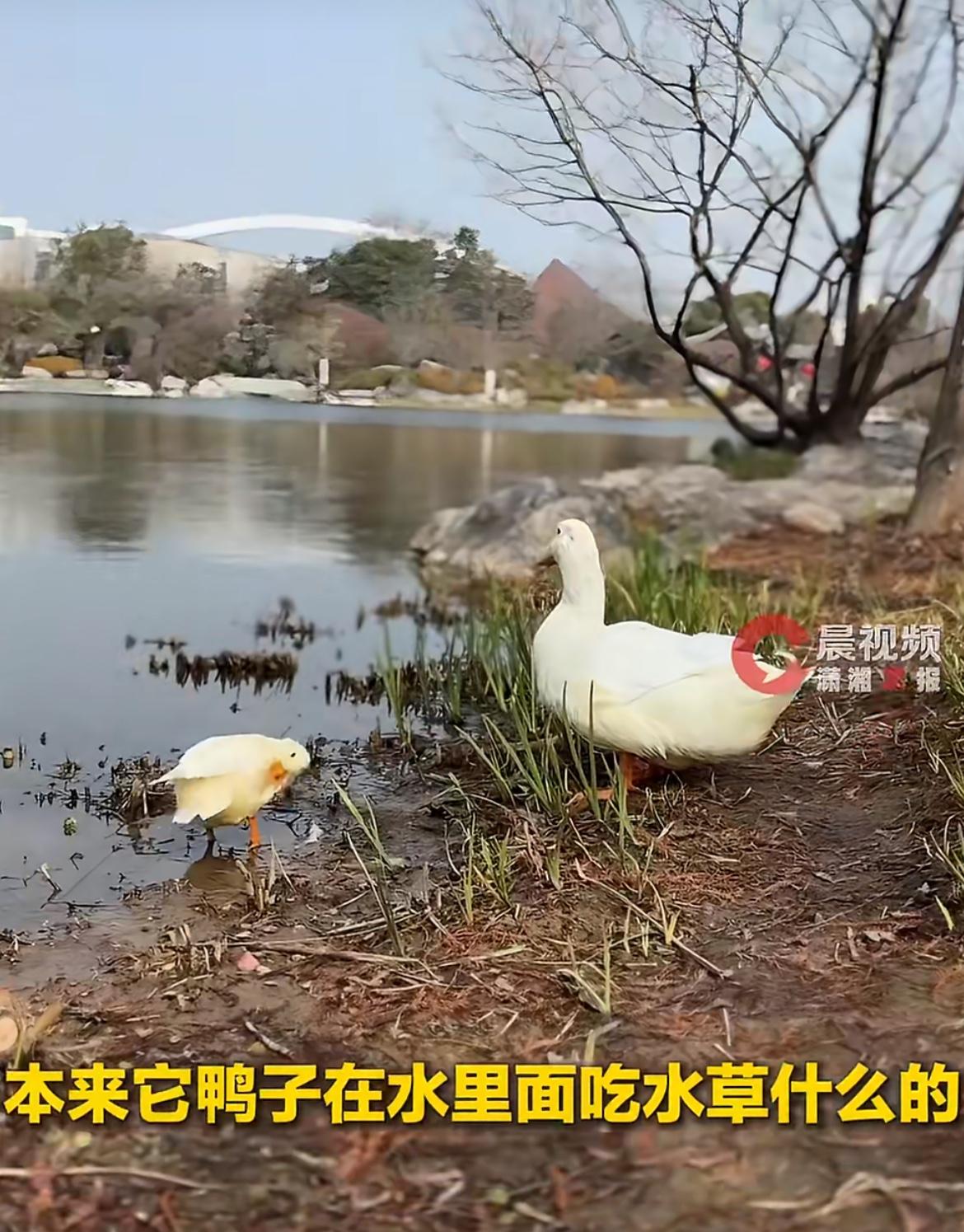 上海女子回乡过年
由于两只宠物鸭带不回去
于是把两只鸭🦆放养在附近的公园里
平