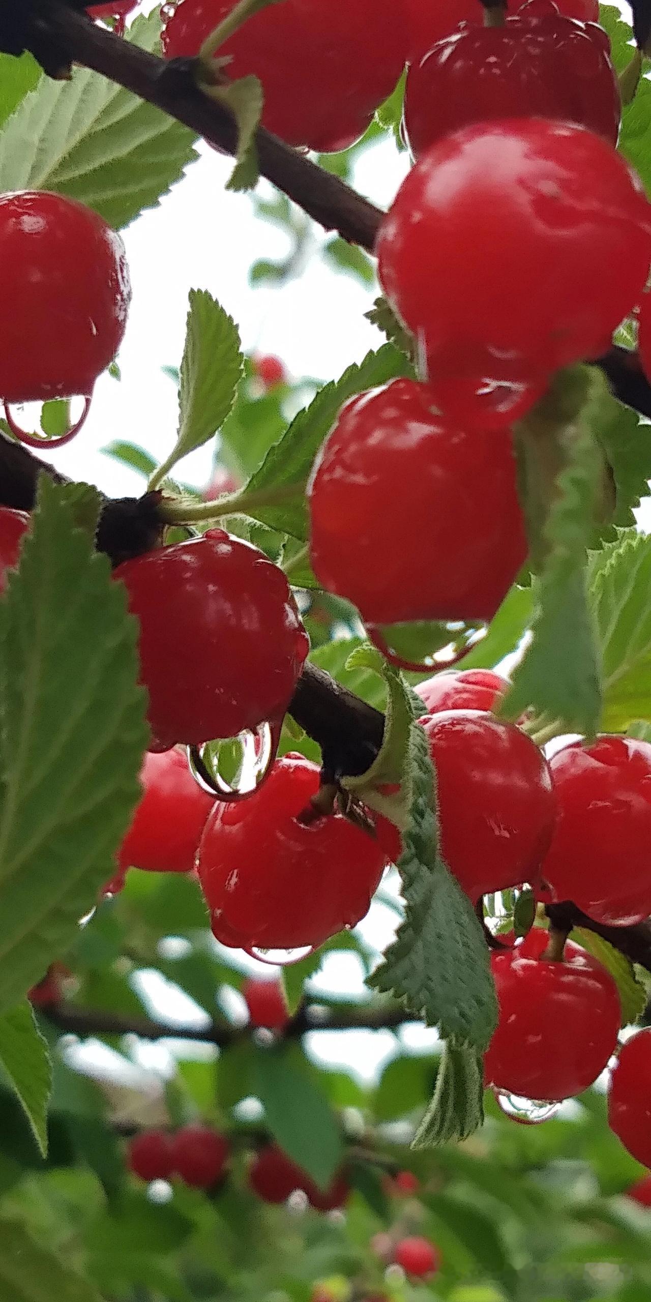 记录我的2026昨天买了两块牛肉，58一斤，太贵了呀不过可以拼两个牌儿超市卖的是