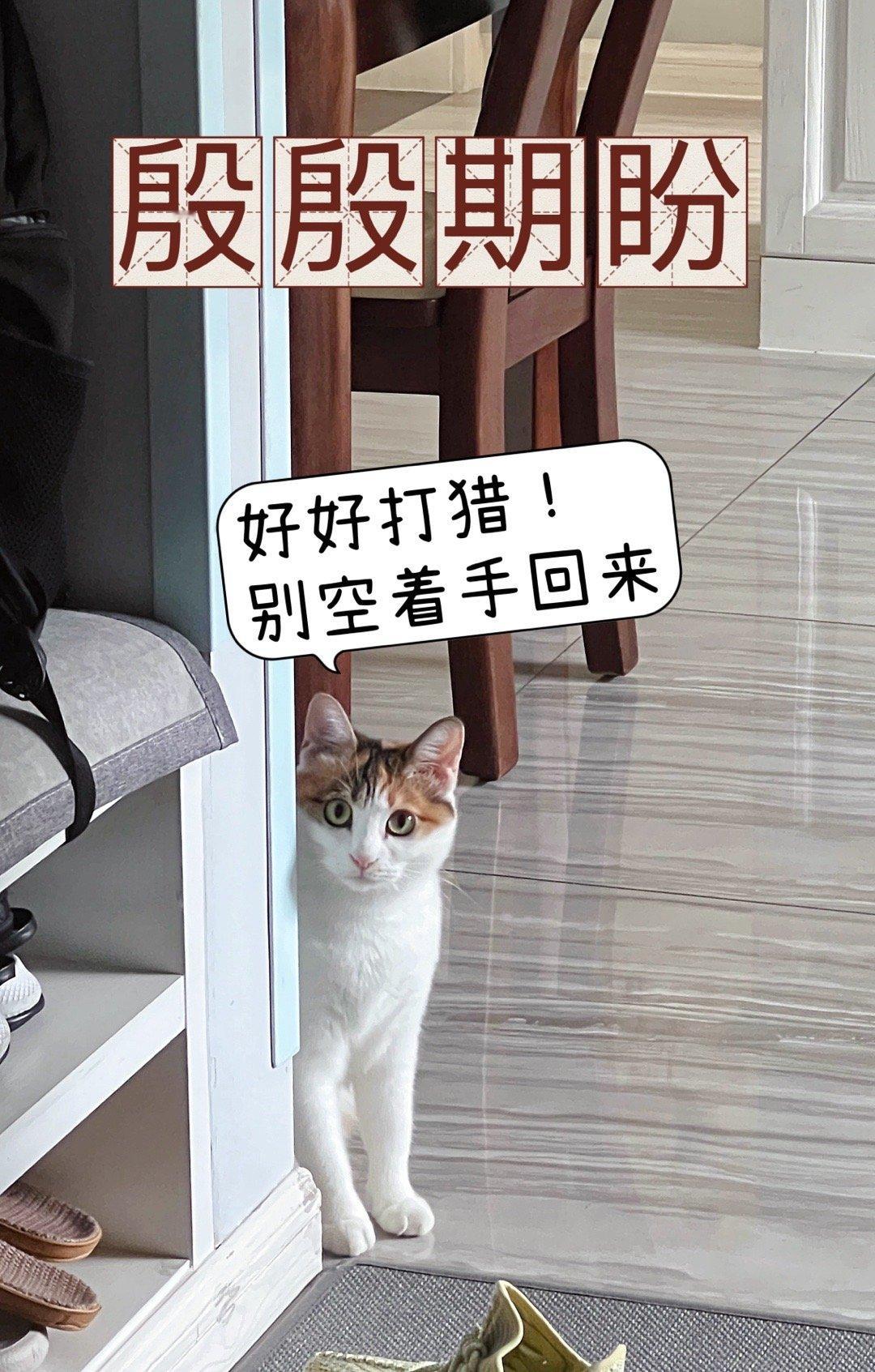 看猫学成语[哈哈] ​​​