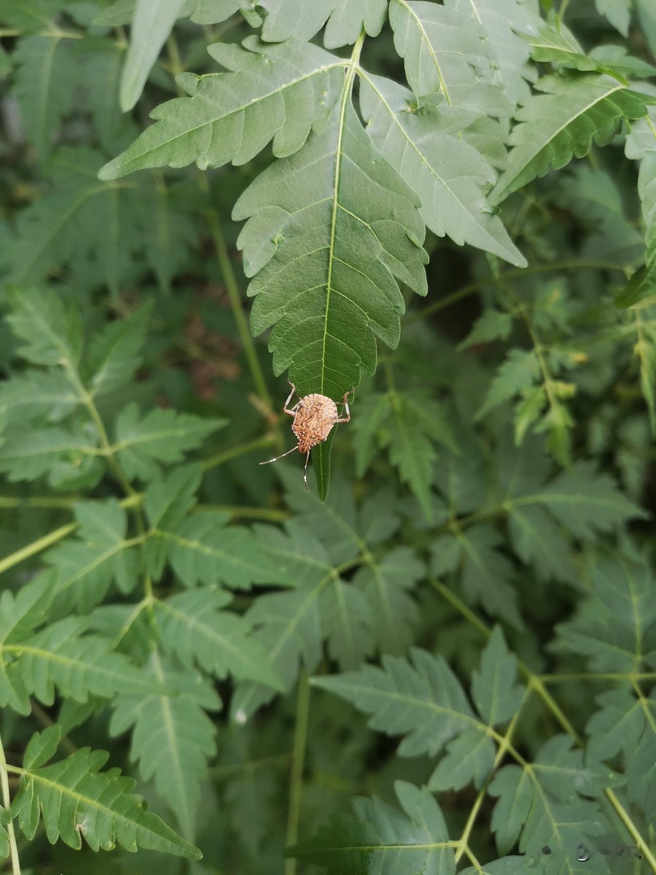 晒图笔记大赛你多久没见过它了？还记得它叫什么吗？