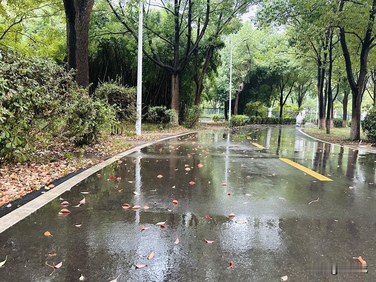 秋风卷着落叶（随手拍）。昨夜雨丝飘洒，今晨落叶铺了满地，气温也骤降不少，今日最低