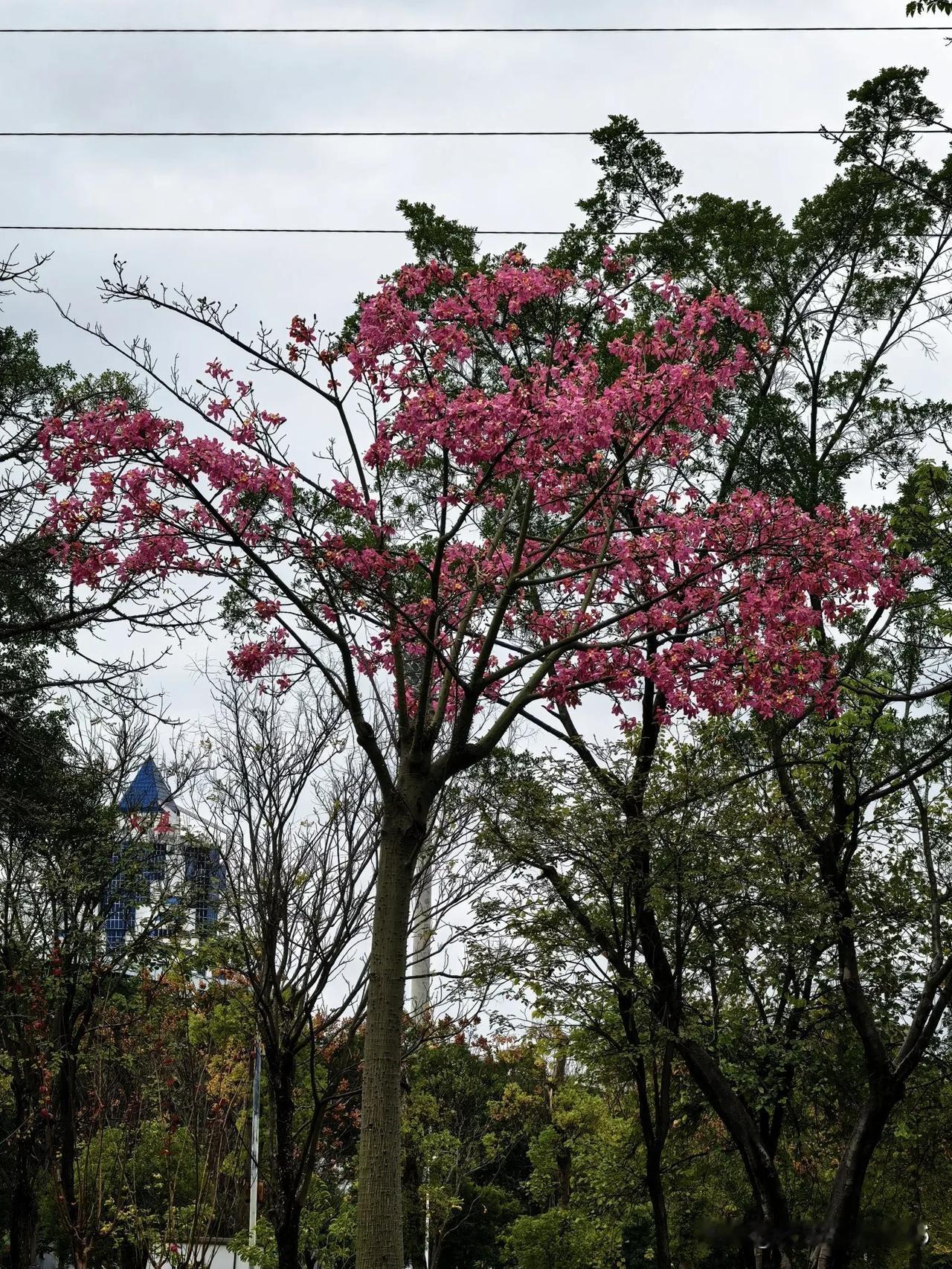 冬日生活分享今天的温度，从10天前的温暖如春跌到今天的个位数7℃。沿大街行走，忽