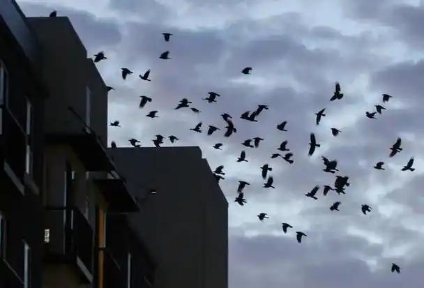 事出反常必有妖，在以色列的天空盘旋之后，又有30只乌鸦飞到了日本东京，预示着东亚